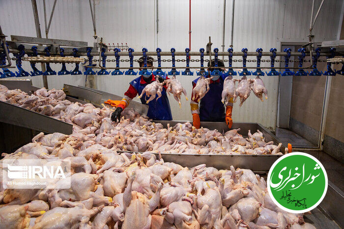 خرید حمایتی مرغ از امروز آغاز می شود